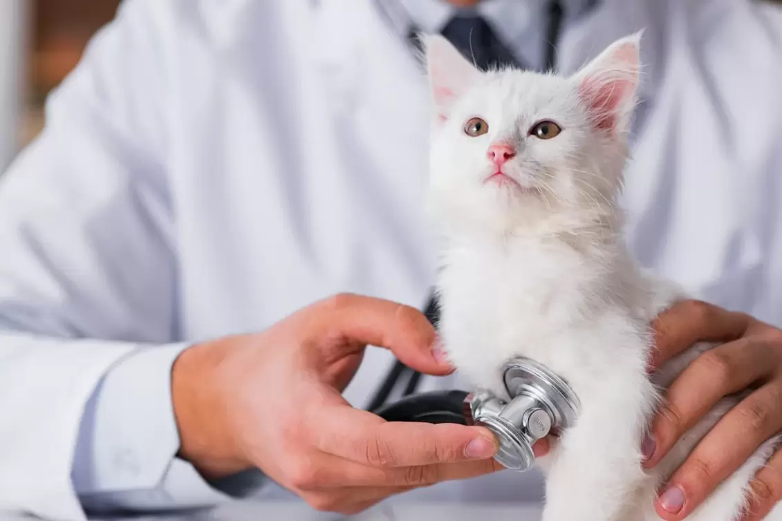 Advanced Medical Needs to Rehome a Cat