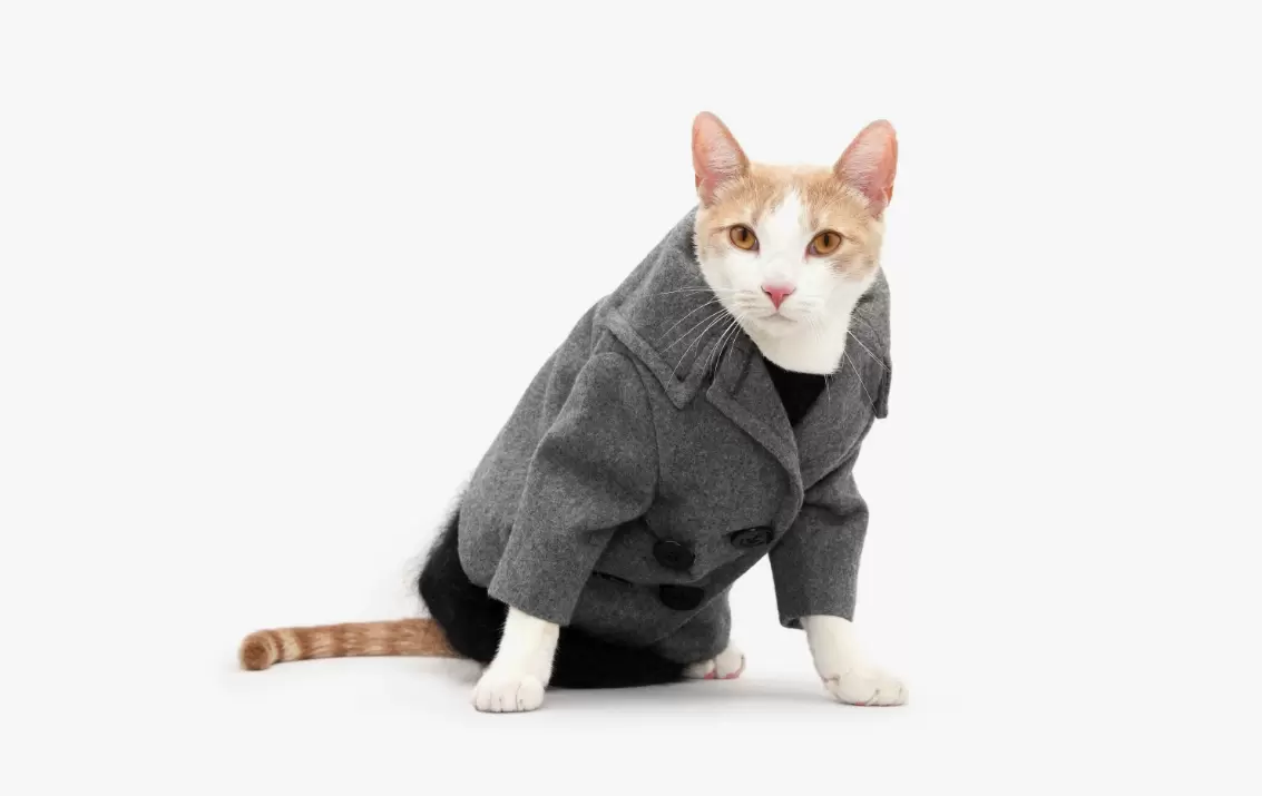 Cats' coats remain freshest