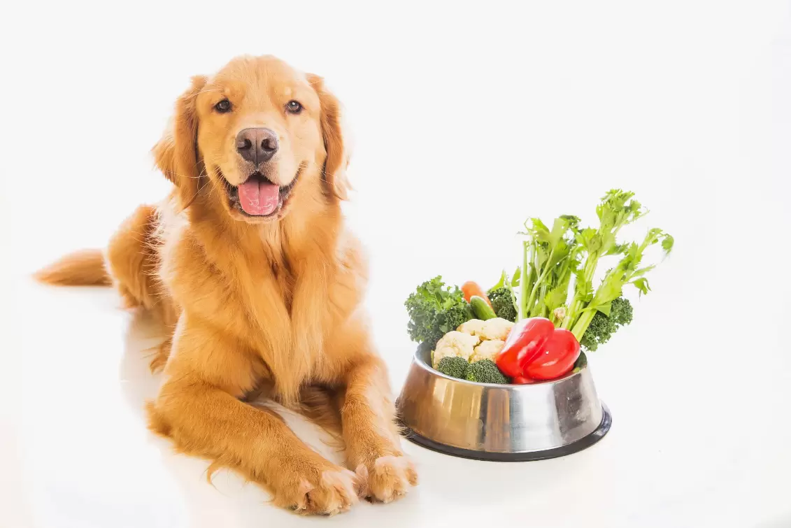 Delightful Recipes Perfect for Pups