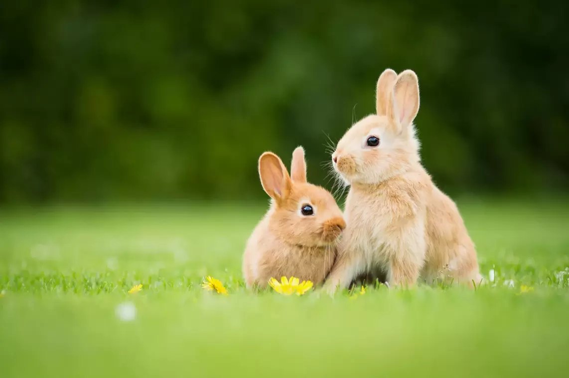 Ears Designed for Maximum Meltability for rabbits