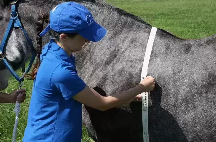 Measuring tape of horses