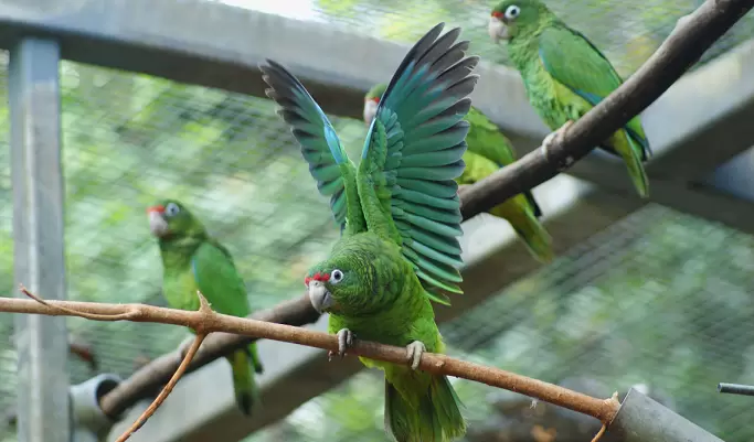 Variation Between Parrot Species' Flight Styles