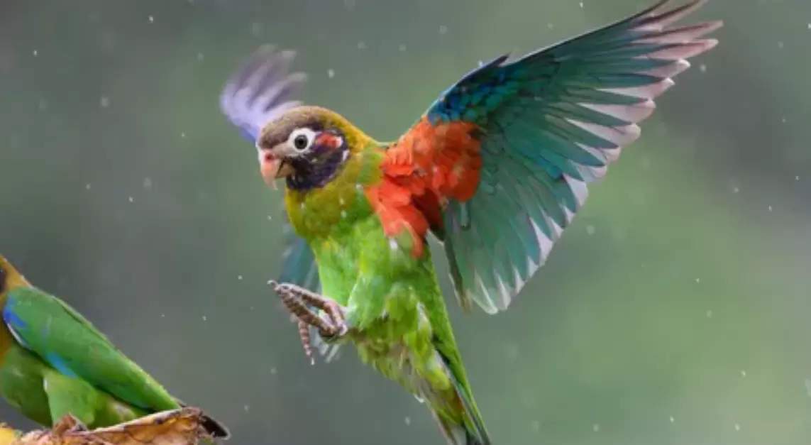 asymmetrical wings of parrots