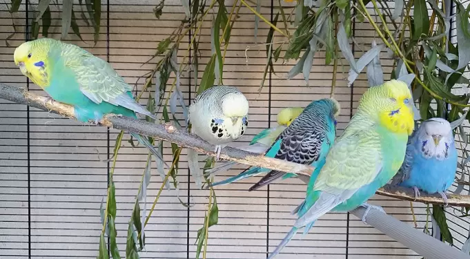 domestic parrots