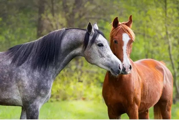 horse's profile