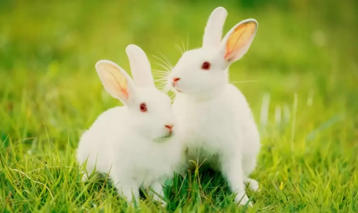 natural behaviors of rabbits