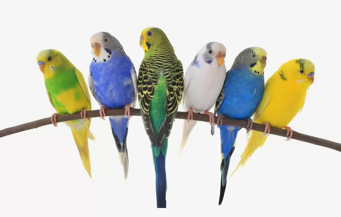 parrot species