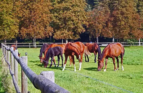 pasture horses