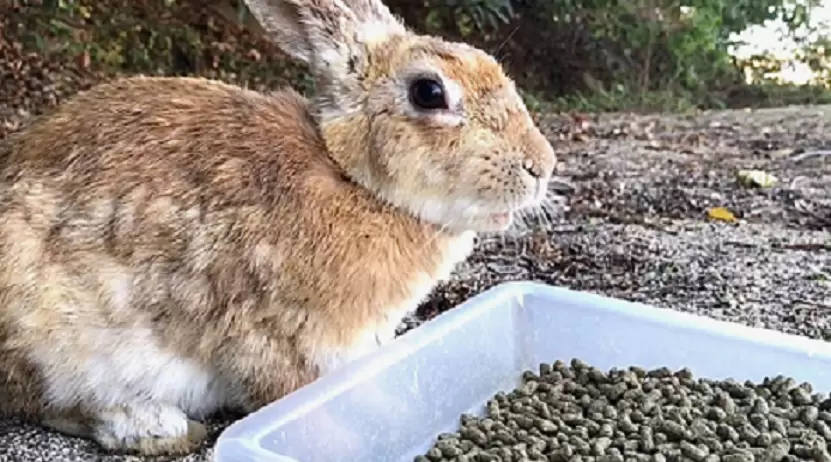 quality rabbit pellets