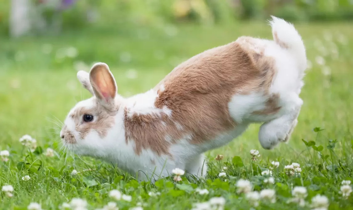 rabbit binky