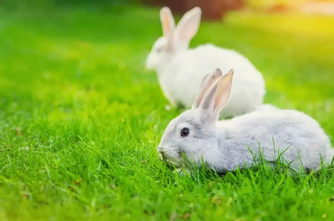 unique rabbit facial gestures