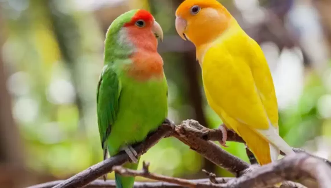 picky parrots