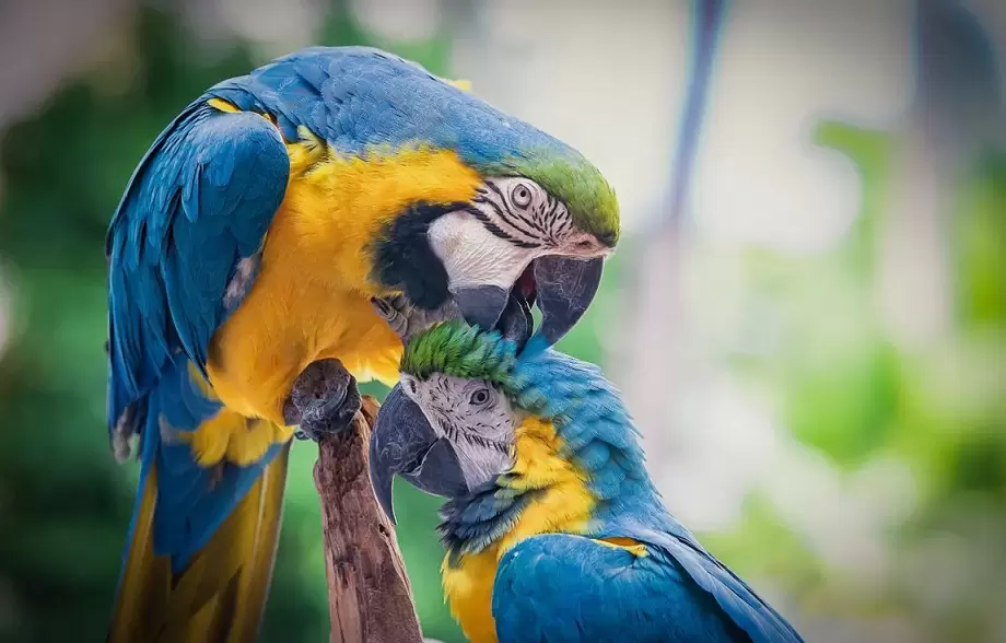 Amazon parrots beaks