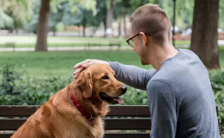 Dog-Human Interactions