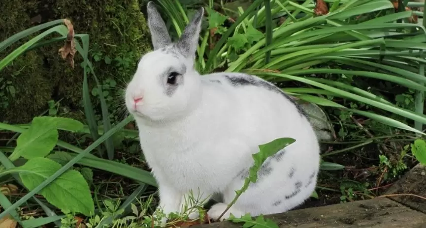 Dwarf Rabbit Housing Needs