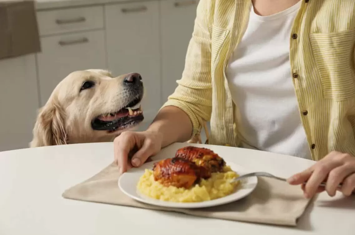 Nutritional Needs in dogs