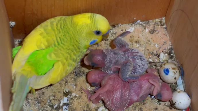 Parrot Egg to Hatch