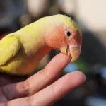 Parrots Bite