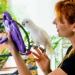 Parrots Love their Owners