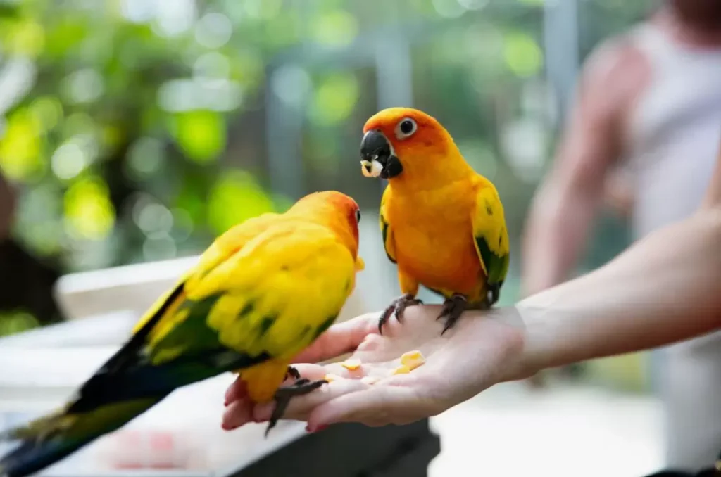 Techniques for Safely Handling and Caring for Parrots