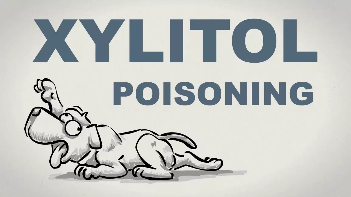 Xylitol's Dangerous Effect on Dogs