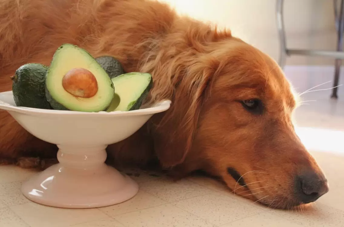 impact of avocado oil on dog health