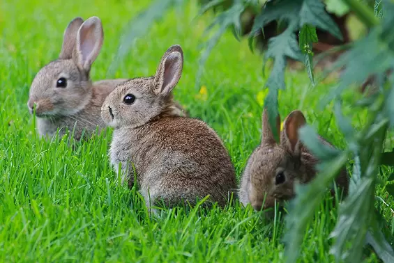 bunny proofing