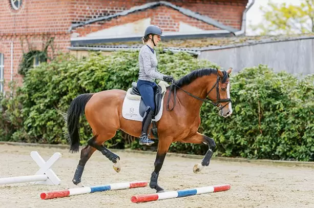 gaited horse's athletic prowess