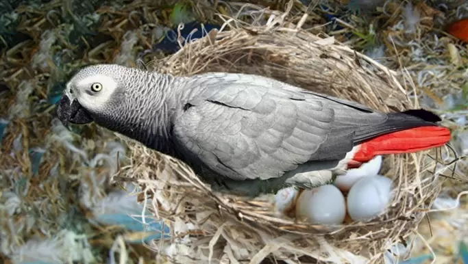 hatching phase for parrot