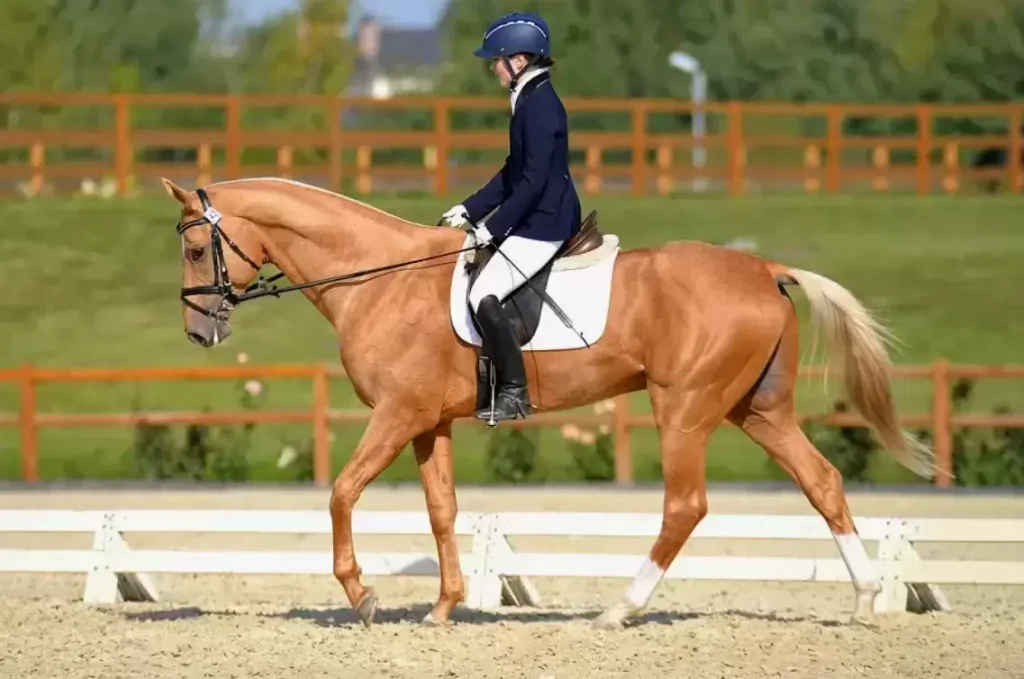 horse's comfortable gaits