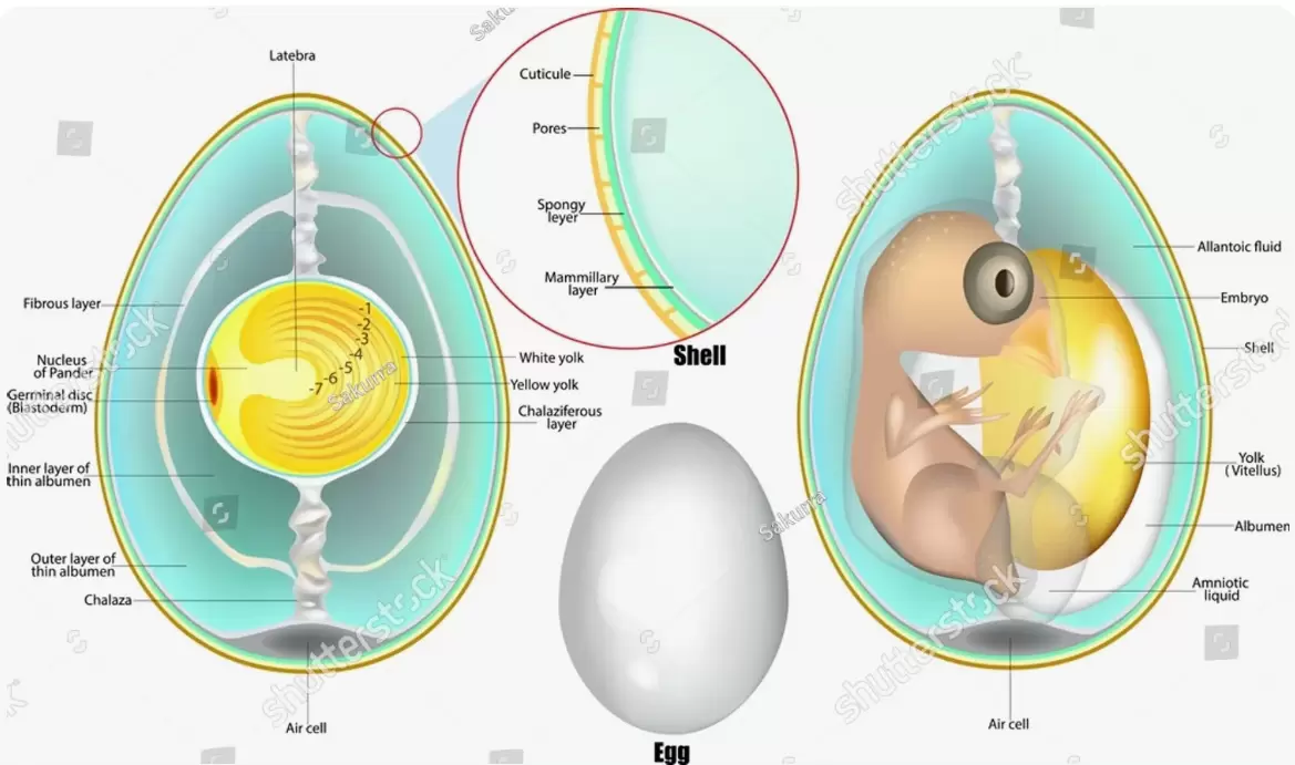 key points parrot egg to hatch