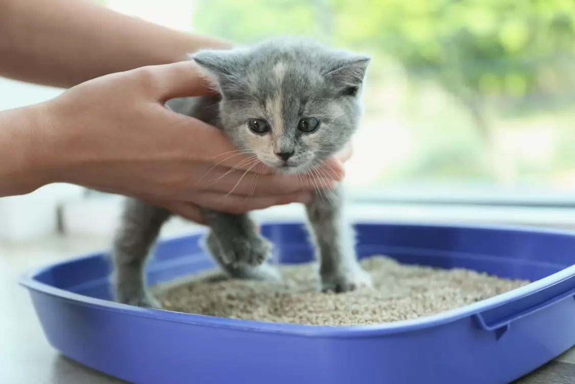 litter box training