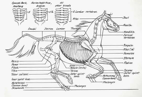 musculoskeletal system