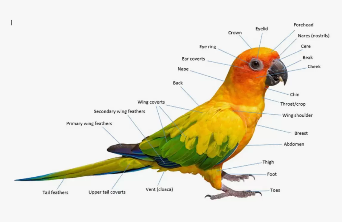 parrot's biology.