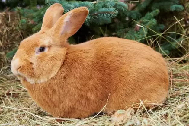 rabbit's specific allergens