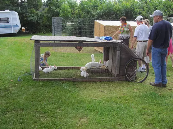 shelter rabbits