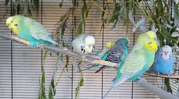 socialized parrots