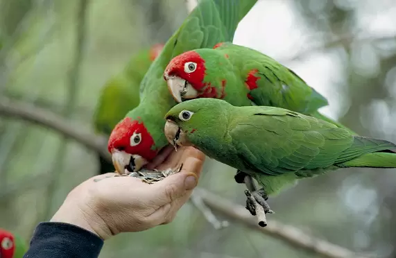 startle parrots bite