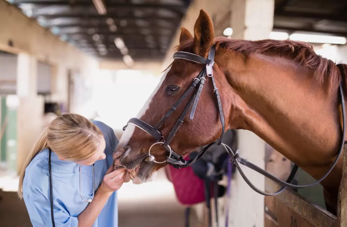 tassazione fiore Paradosso signs of laminitis in horses comunismo Personale gett