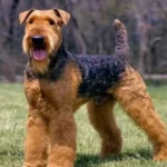 Airedale Terrier