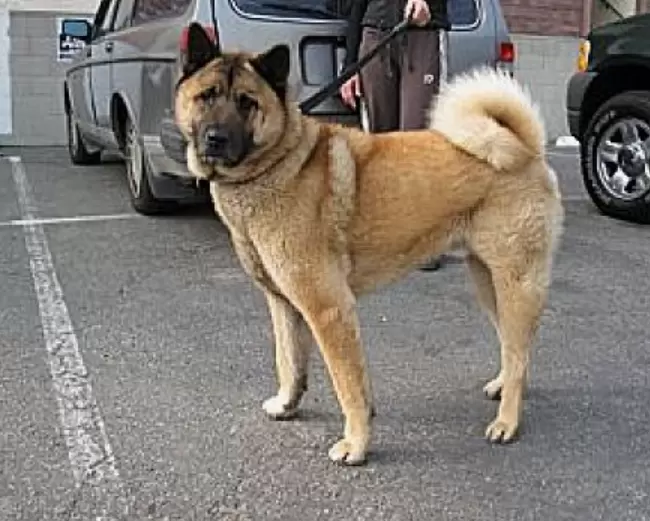 Akita Chow (Chow Chow x Akita)