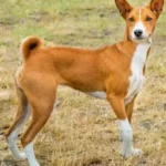 Basenji