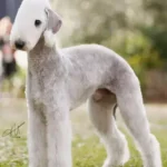 Bedlington Terrier