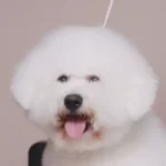 Bichon Frise