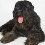 Bouvier des Flandres