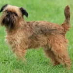 Brussels Griffon