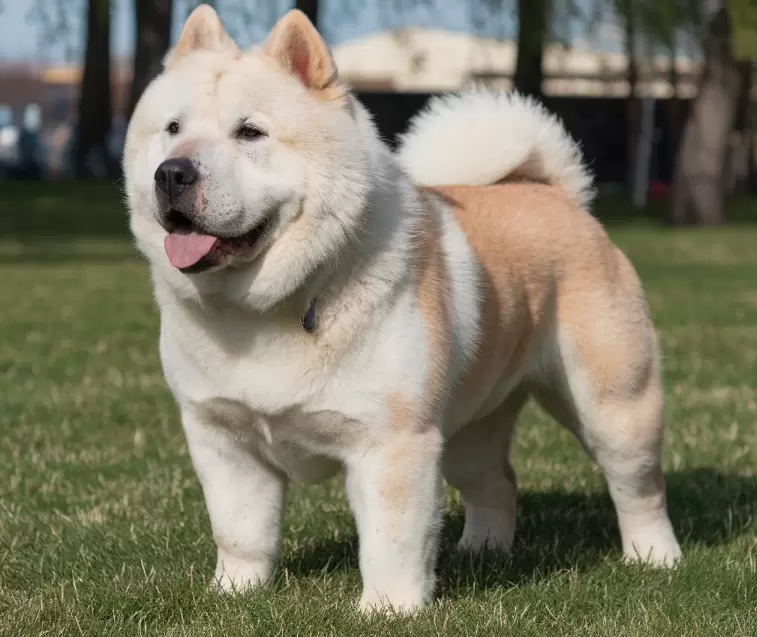 Bull Chow (Chow Chow x Bull Terrier)