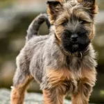 Cairn Terrier