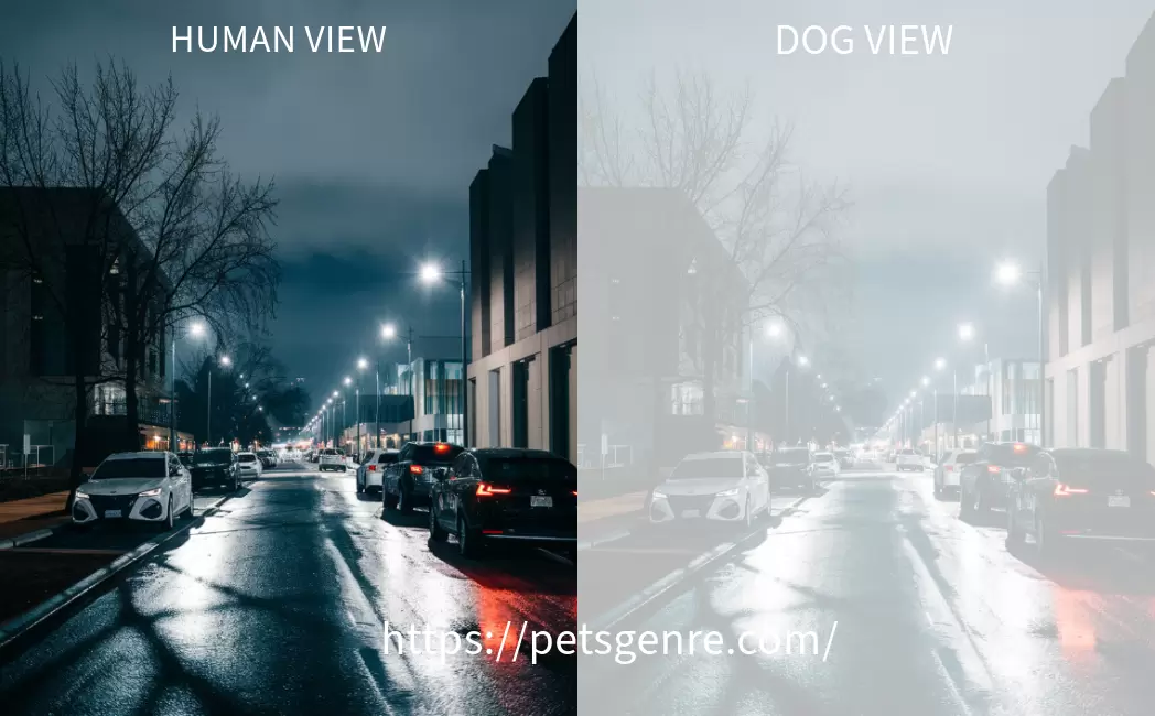 Canine Vision in Low Light Conditions