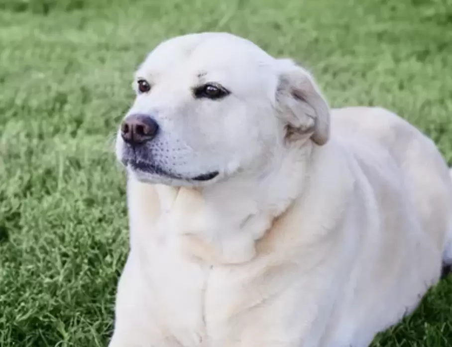 Chabrador (Chow Chow x Labrador Retriever)